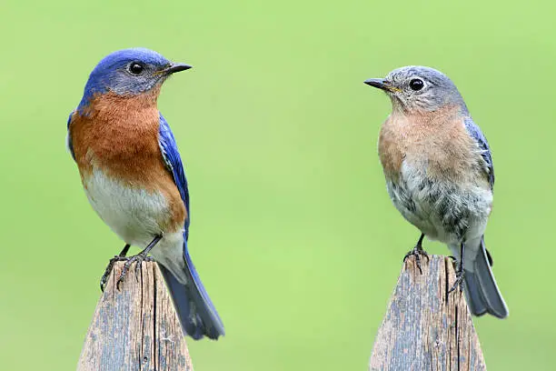 Pair of Eastern Bluebird (Sialia sialis) on a fence with a green background