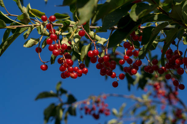 istock Red bird cherry on a branch against the blue sky on a bright sun 1210773201