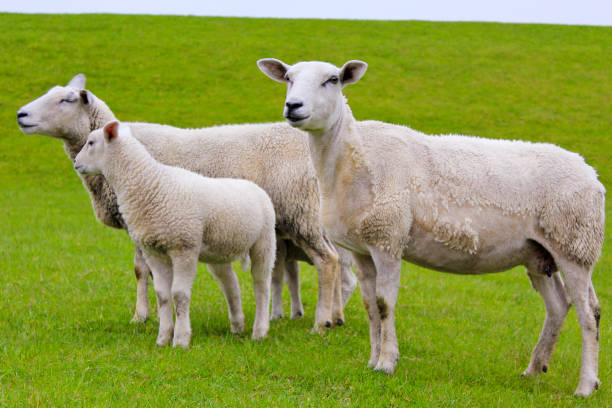 istock Cute white sheep on green meadow and lawn 1210773252
