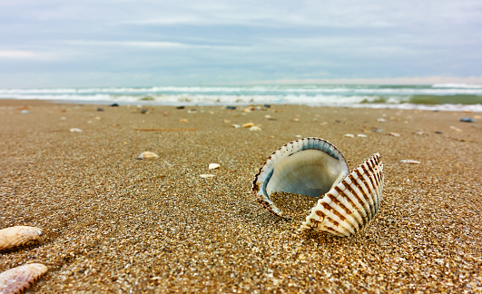 Close up shot of a brown decorative seashell with orange inside, in beach sand with sea waves in background.