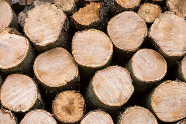 istock Neatly piled stack of chopped trunks outdoors on bright sunny day, abstract background, Fire wood logs prepared for winter, ready for burning. Environment protection concept. 1210775383