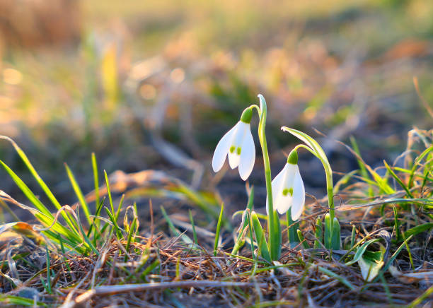 istock Sunligted snowdrops flowers. 1210777355