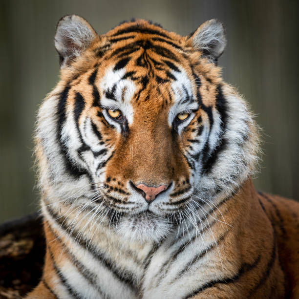 istock Portrait of a tiger in the forest 1210777723