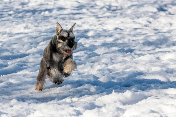 Happy in the nature. Dog Zwergschnauzer runs in the winter in the snow