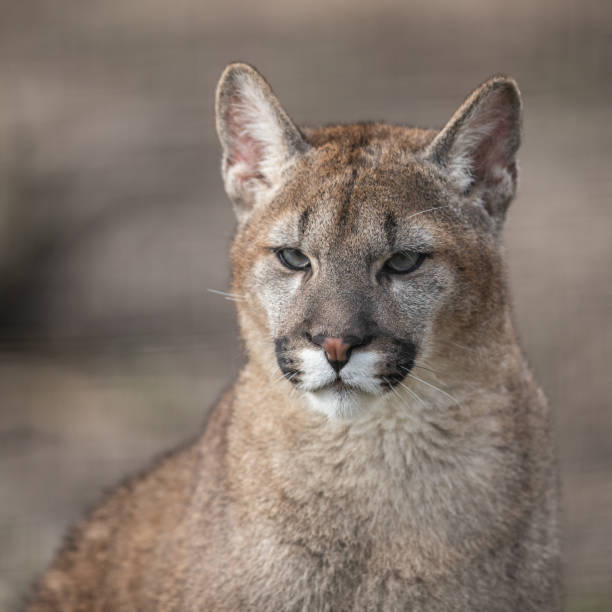 istock Portrait of a cougar in the forest 1210777953