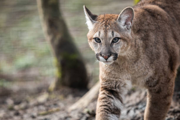 istock Portrait of a cougar in the forest 1210777954