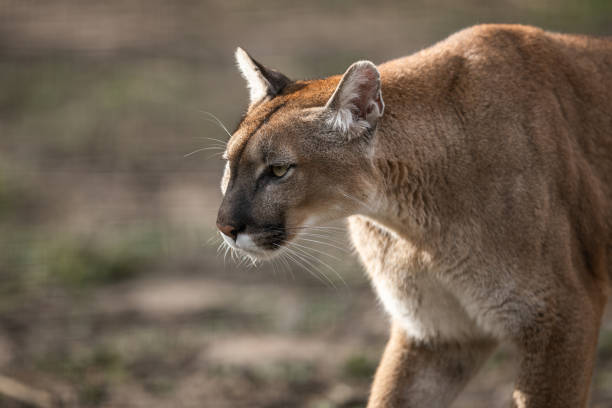 istock Portrait of a cougar in the forest 1210777957