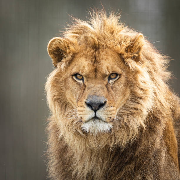 istock Portrait of a lion in the forest 1210778048