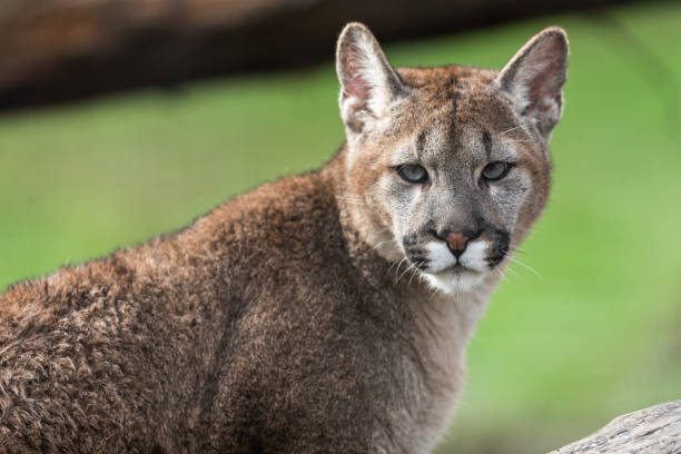 istock Portrait of a cougar in the forest 1210778101