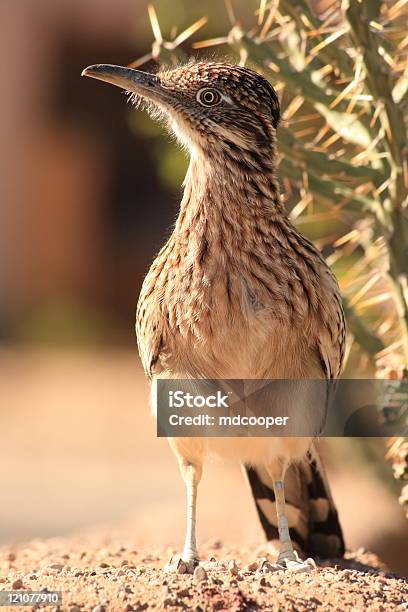 Road Runner - Fotografie stock e altre immagini di Geococcyx - Geococcyx, Cactus, Animale