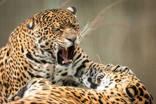 istock Two jaguars fighting in the forest 1210779318