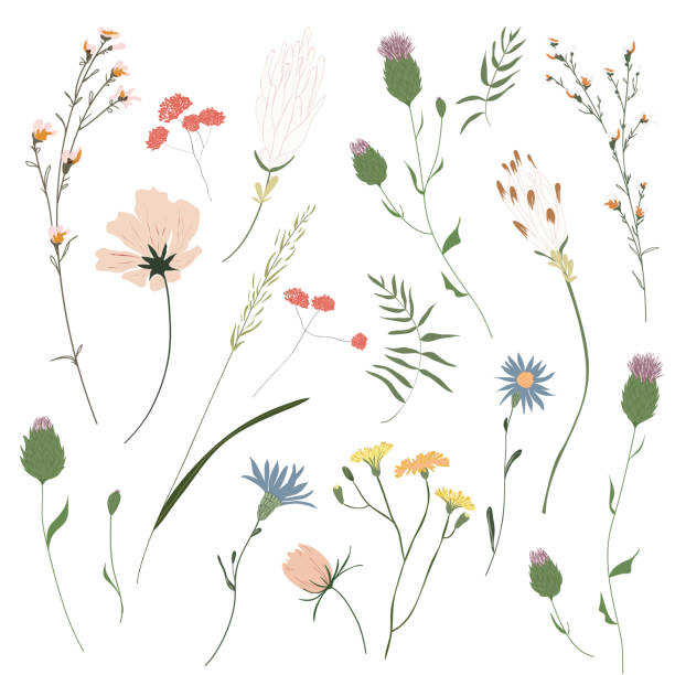duży zestaw botanicznych kwiatów kwiatowych. ogród, łąka, liść zbioru pola, liście, gałęzie. gałęzie, liście, zioła, dzikie rośliny, kwiaty. ilustracja wektorowa bloom izolowana na białym tle - botanic stock illustrations
