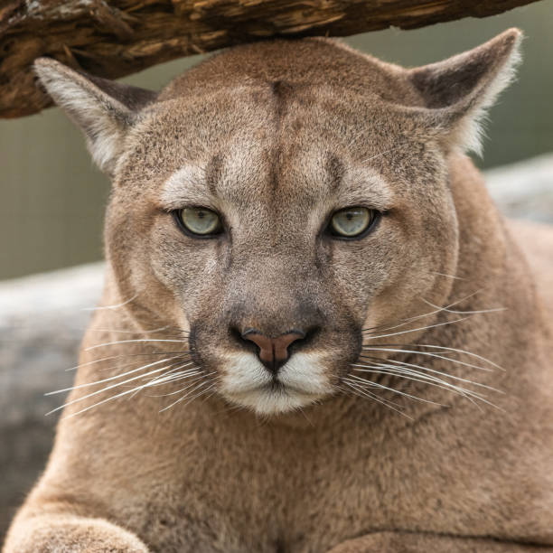 istock Portrait of a cougar in the forest 1210779357