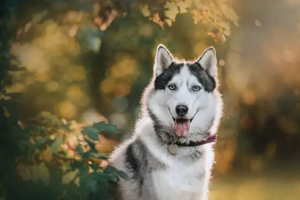 Photo of happy siberian husky dog posing outdoors in summer
