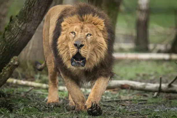 Photo of Roar of an Asian lion