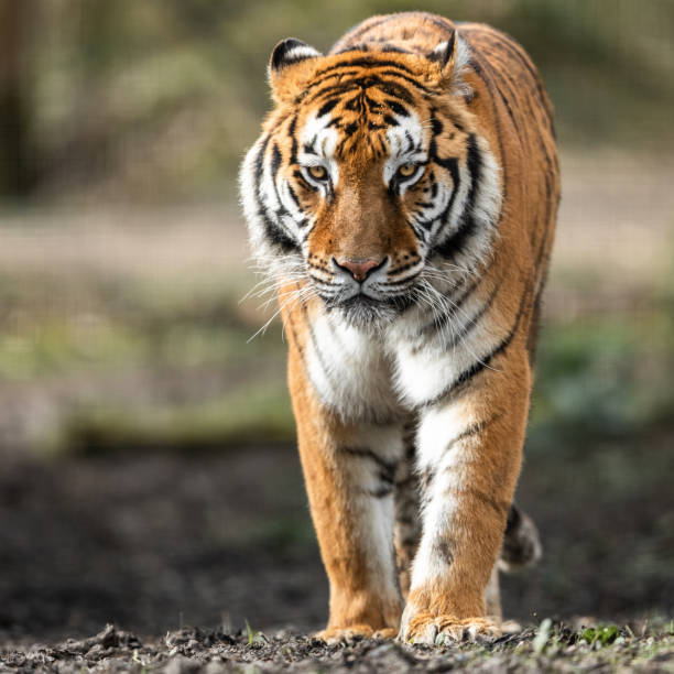 istock Portrait of a tiger in the forest 1210779699