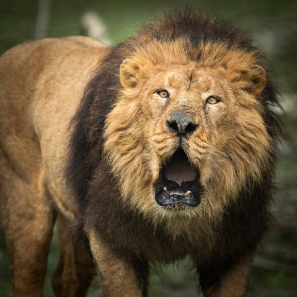 istock Roar of an Asian lion 1210779702