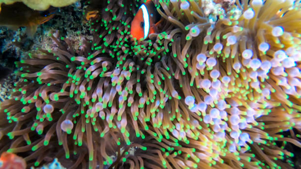istock Flores - A close up on a coral reef 1210779709