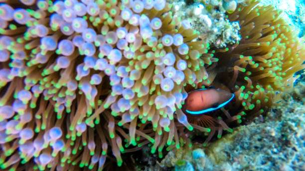 istock Flores - A close up on a coral reef 1210779710