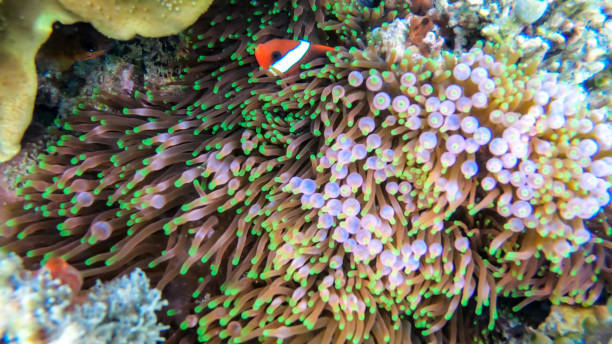 istock Flores - A close up on a coral reef 1210779711