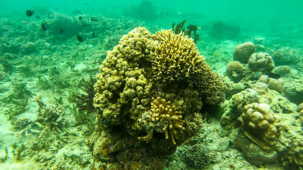 istock Flores - Coral reef and the life around it 1210779775