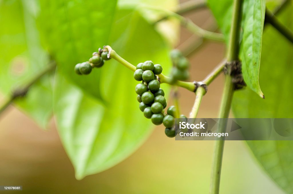 Paprika Pflanzen - Lizenzfrei Bildschärfe Stock-Foto