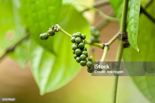 Paprika Pflanzen Stockfoto und mehr Bilder von Bildschärfe - Bildschärfe, Farbbild, Fotografie