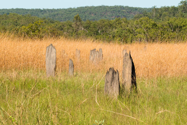 montículos magnéticos de termitas - kakadu fotografías e imágenes de stock