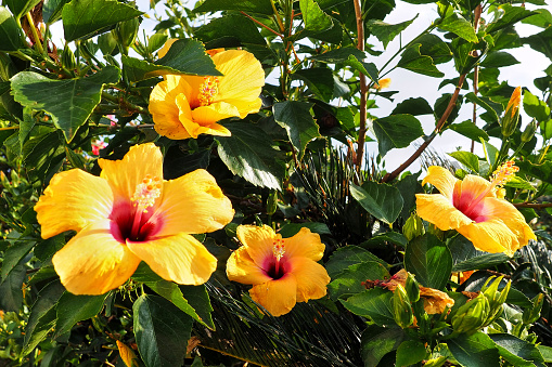 Hibiscus is an extensive genus of plants of the family Malvaceae, four yellow flowers with pink cores and red stamens, in the garden against a background of green leaves.