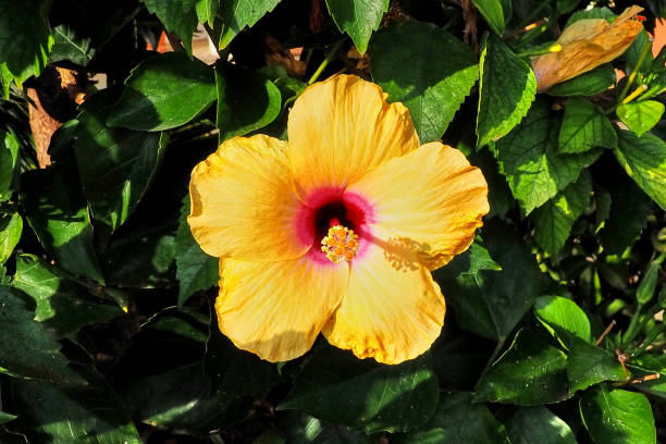 istock One large yellow flower with a pink core. 1210781092