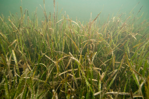 Healthy Thalassia sea grass bed, main source of food for manatees in Florida. Selective focus