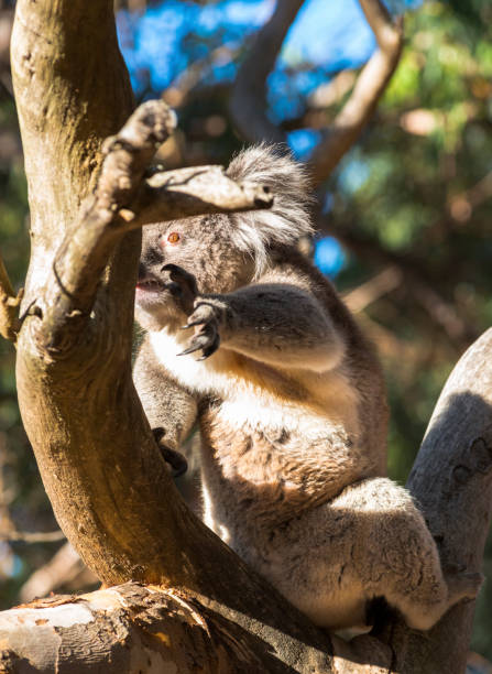 istock Koala seen in wild on Kangaroo Island 1210782208