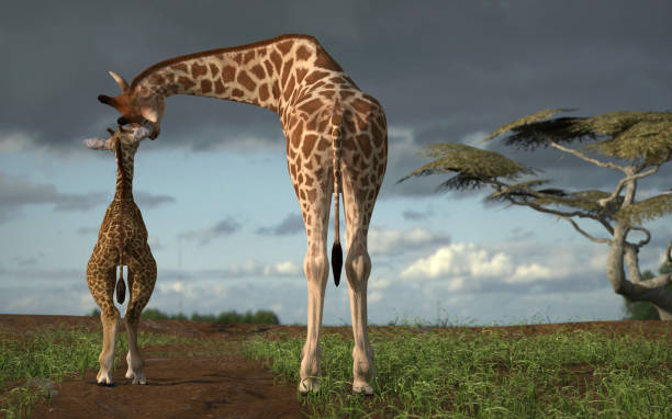 Giraffe family walking on a path in Africa and loving each other 3d rendering Giraffe family walking on a path in Africa and loving each other 3d rendering young animal stock pictures, royalty-free photos & images