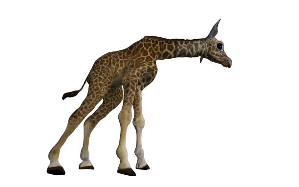 istock Baby giraffe calf isolated side view 3d rendering 1210782344