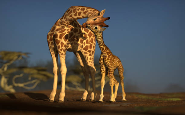 мать жирафа с ее теленка заботы друг о друге 3d рендеринга - 2928 стоковые фото и изображения