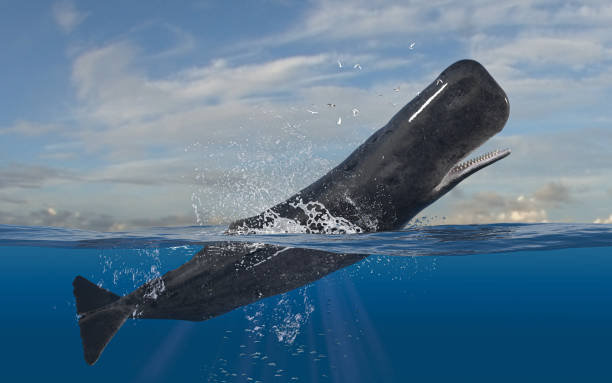 Horizontal scene of cachalot sperm whale leaping and jumping while half is underwater deep ocean 3d rendering Horizontal scene of cachalot sperm whale leaping and jumping while half is underwater deep ocean 3d rendering sperm whale stock pictures, royalty-free photos & images