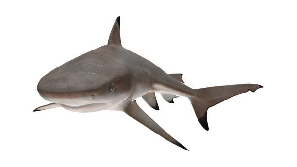 reef shark isolated on white background cutout ready front tail down view 3d rendering - tubarão cinzento dos recifes imagens e fotografias de stock