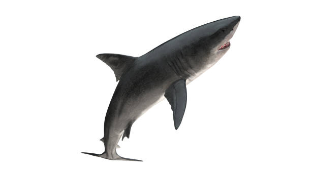 istock Great white shark isolated on white background cutout ready leaping view 3d rendering 1210782465