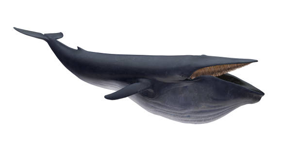 istock Isolated blue whale diagonal left view on white background extended mouthful open ready to cutout 3d rendering 1210782469