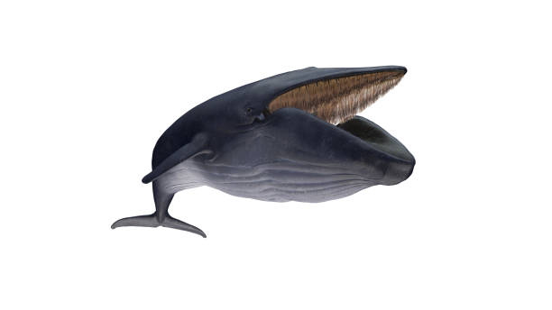 istock Isolated blue whale tail down diagonal right view on white background extended mouthful 3d rendering 1210782470