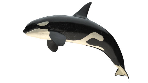 aislado orca orca cerca de la boca vista del lado derecho en el recorte de fondo blanco listo representación 3d - ballena orca fotografías e imágenes de stock