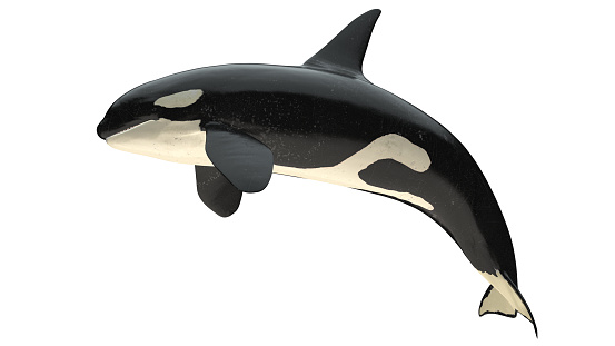 Isolated killer whale orca close mouth right side view on white background cutout ready 3d rendering