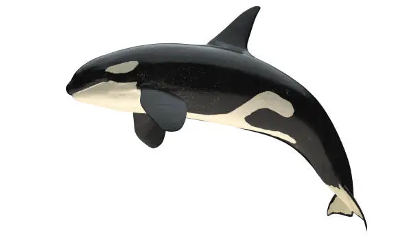 Photo of Isolated killer whale orca close mouth right side view on white background cutout ready 3d rendering