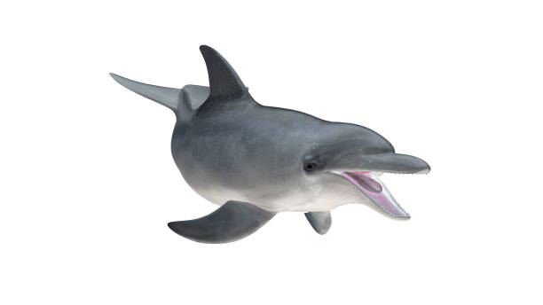 istock Isolated bottlenose dolphin open mouth front view on white background cutout ready 3d rendering 1210782474