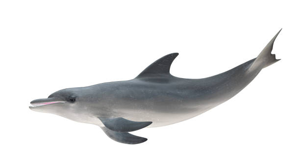 istock Isolated bottlenose dolphin tail up side profile view on white background cutout ready 3d rendering 1210782475