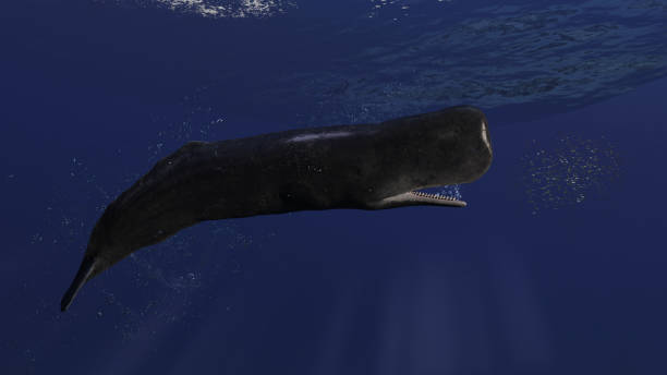 istock Cachalot sperm whale is after the group of small fish school side view 3d rendering 1210782485