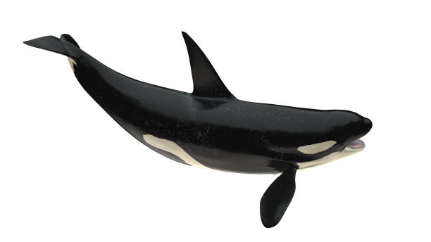 Isolated killer whale orca open mouth  tail up 3d rendering Isolated killer whale orca open mouth  tail up 3d rendering orca underwater stock pictures, royalty-free photos & images