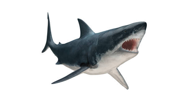 istock Great white shark isolated on white background cutout ready open mouth tail up view 3d rendering 1210782504