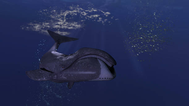 baleine arctique de baleine de baleine de baleine de rousse avec le bosy courbé est après le groupe de l’école de proie petite 3d rendu - 3287 photos et images de collection