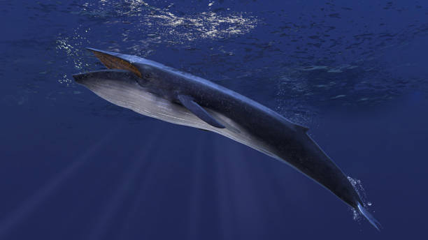 Blue whale underwater close to the sea surface chasing school of fish side view 3d rendering Blue whale underwater close to the sea surface chasing school of fish side view 3d rendering blue whale tail stock pictures, royalty-free photos & images